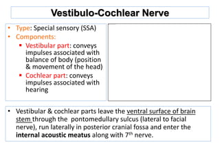 Vestibulo-Cochlear Nerve
• Type: Special sensory (SSA)
• Components:
 Vestibular part: conveys
impulses associated with
balance of body (position
& movement of the head)
 Cochlear part: conveys
impulses associated with
hearing
• Vestibular & cochlear parts leave the ventral surface of brain
stem through the pontomedullary sulcus (lateral to facial
nerve), run laterally in posterior cranial fossa and enter the
internal acoustic meatus along with 7th nerve.
 