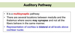 Auditory Pathway
• It is a multisynaptic pathway
• There are several locations between medulla and the
thalamus where axons may synapse and not all the
fibers behave in the same manner.
• Representation of cochlea is bilateral at all levels above
cochlear nuclei.
 
