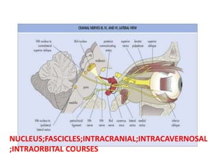 NUCLEUS;FASCICLES;INTRACRANIAL;INTRACAVERNOSAL
;INTRAORBITAL COURSES
 