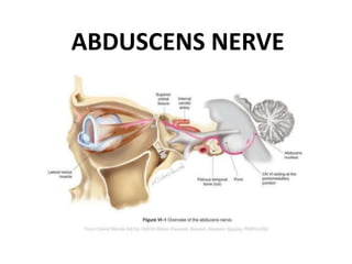 ABDUSCENS NERVE
 