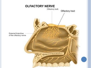 OLFACTORY NERVE
Olfactory tract
 