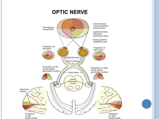 OPTIC NERVE
 