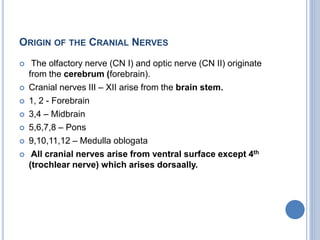 ORIGIN OF THE CRANIAL NERVES
 The olfactory nerve (CN I) and optic nerve (CN II) originate
from the cerebrum (forebrain).
 Cranial nerves III – XII arise from the brain stem.
 1, 2 - Forebrain
 3,4 – Midbrain
 5,6,7,8 – Pons
 9,10,11,12 – Medulla oblogata
 All cranial nerves arise from ventral surface except 4th
(trochlear nerve) which arises dorsaally.
 