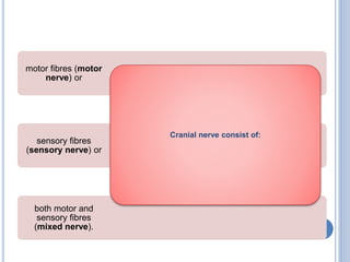 both motor and
sensory fibres
(mixed nerve).
sensory fibres
(sensory nerve) or
motor fibres (motor
nerve) or
Cranial nerve consist of:
 