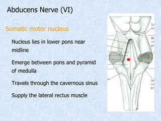 Pyramids Pons Cranial Nerves.ppsx