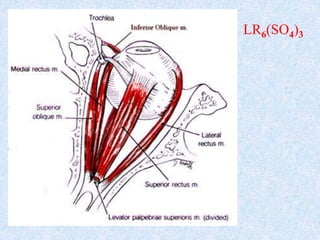 Cranial Nerves.ppsx