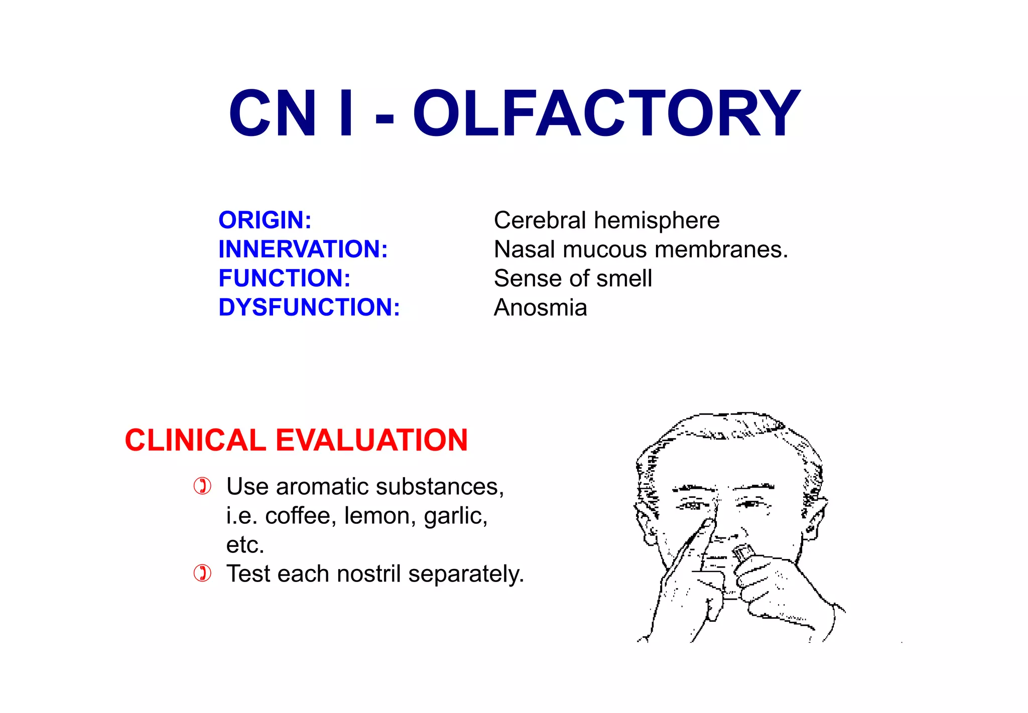 Smell Inervation Cranial Nerves.ppt
