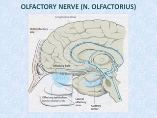 OLFACTORY NERVE (N. OLFACTORIUS)
 
