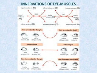 INNERVATIONS OF EYE-MUSCLES
 