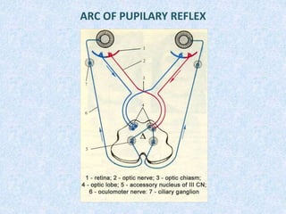 ARC OF PUPILARY REFLEX
 