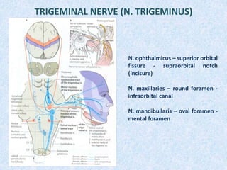 TRIGEMINAL NERVE (N. TRIGEMINUS)
N. ophthalmicus – superior orbital
fissure - supraorbital notch
(incisure)
N. maxillaries – round foramen -
infraorbital canal
N. mandibullaris – oval foramen -
mental foramen
 