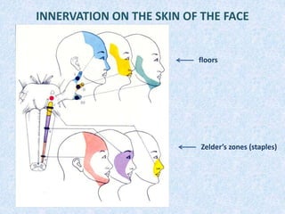 INNERVATION ON THE SKIN OF THE FACE
floors
Zelder’s zones (staples)
 