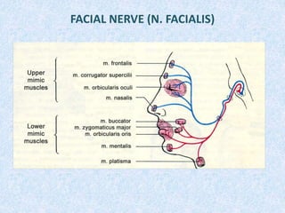 FACIAL NERVE (N. FACIALIS)
 