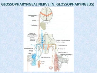 GLOSSOPHARYNGEAL NERVE (N. GLOSSOPHARYNGEUS)
 