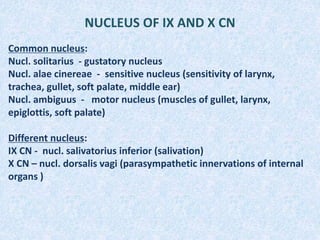 NUCLEUS OF IX AND X CN
Common nucleus:
Nucl. solitarius - gustatory nucleus
Nucl. alae cinereae - sensitive nucleus (sensitivity of larynx,
trachea, gullet, soft palate, middle ear)
Nucl. ambiguus - motor nucleus (muscles of gullet, larynx,
epiglottis, soft palate)
Different nucleus:
IX CN - nucl. salivatorius inferior (salivation)
X CN – nucl. dorsalis vagi (parasympathetic innervations of internal
organs )
 
