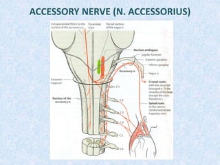 ACCESSORY NERVE (N. ACCESSORIUS)
 