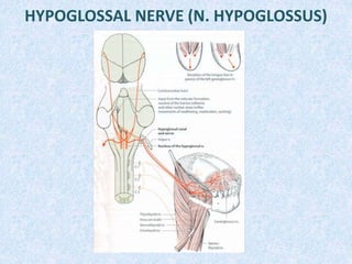 HYPOGLOSSAL NERVE (N. HYPOGLOSSUS)
 