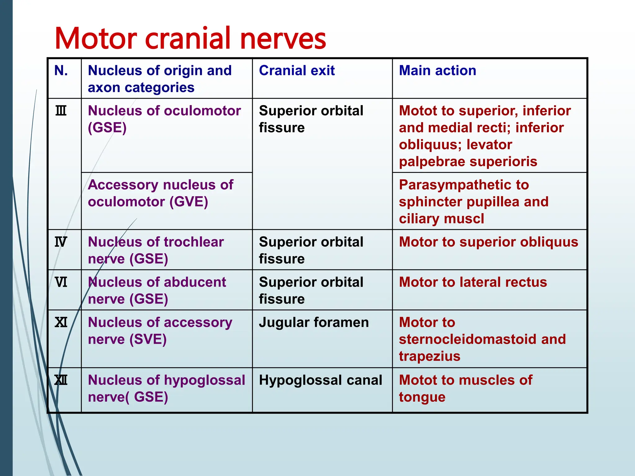 Motor cranial nerves
N. Nucleus of origin and
axon categories
Cranial exit Main action
Ⅲ Nucleus of oculomotor
(GSE)
Superior orbital
fissure
Motot to superior, inferior
and medial recti; inferior
obliquus; levator
palpebrae superioris
Accessory nucleus of
oculomotor (GVE)
Parasympathetic to
sphincter pupillea and
ciliary muscl
Ⅳ Nucleus of trochlear
nerve (GSE)
Superior orbital
fissure
Motor to superior obliquus
Ⅵ Nucleus of abducent
nerve (GSE)
Superior orbital
fissure
Motor to lateral rectus
Ⅺ Nucleus of accessory
nerve (SVE)
Jugular foramen Motor to
sternocleidomastoid and
trapezius
Ⅻ Nucleus of hypoglossal
nerve( GSE)
Hypoglossal canal Motot to muscles of
tongue
 
