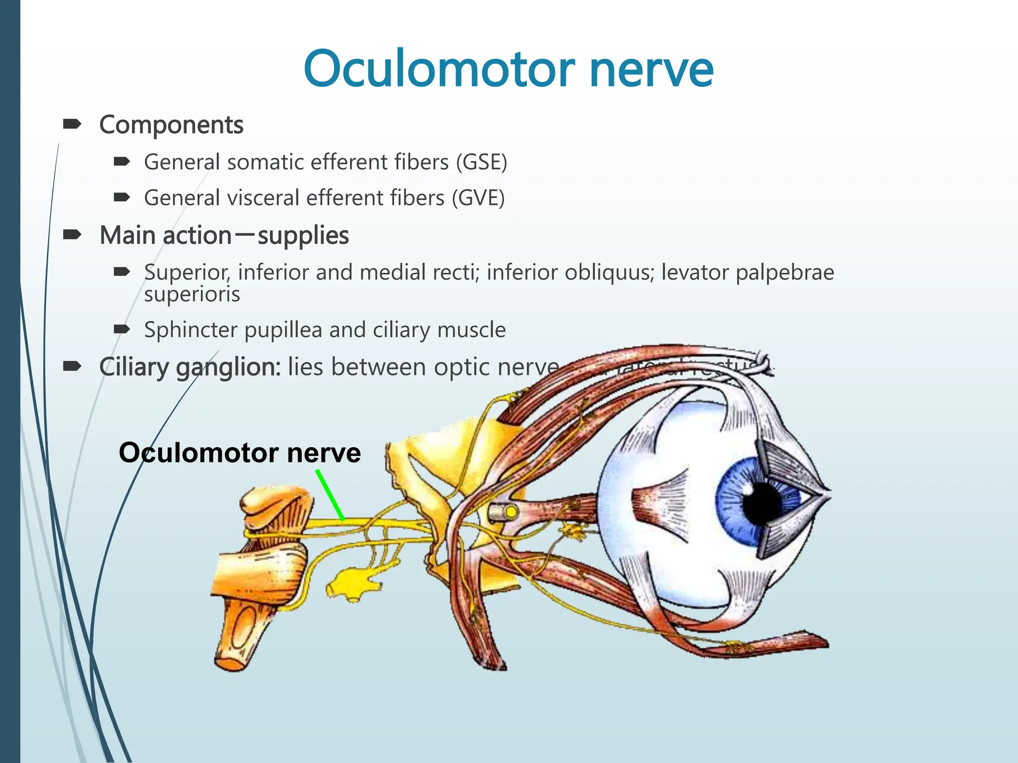 Oculomotor nerve
 Components
 General somatic efferent fibers (GSE)
 General visceral efferent fibers (GVE)
 Main action－supplies
 Superior, inferior and medial recti; inferior obliquus; levator palpebrae
superioris
 Sphincter pupillea and ciliary muscle
 Ciliary ganglion: lies between optic nerve and lateral rectus
Oculomotor nerve
 