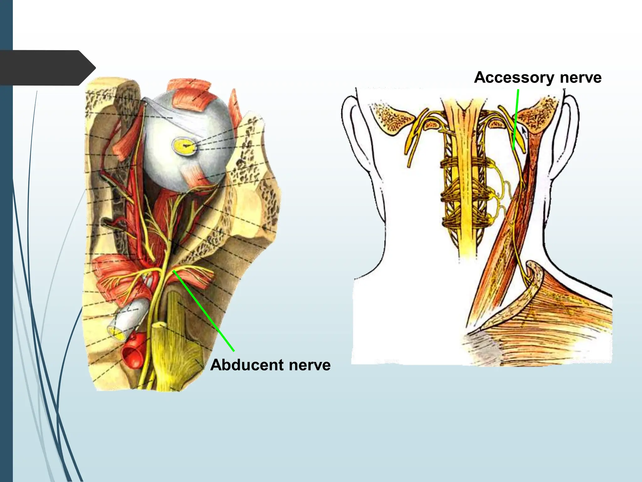 Abducent nerve
Accessory nerve
 
