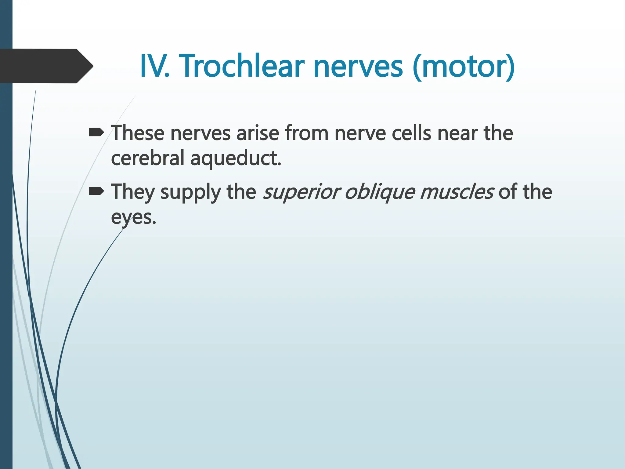 IV. Trochlear nerves (motor)
 These nerves arise from nerve cells near the
cerebral aqueduct.
 They supply the superior oblique muscles of the
eyes.
 