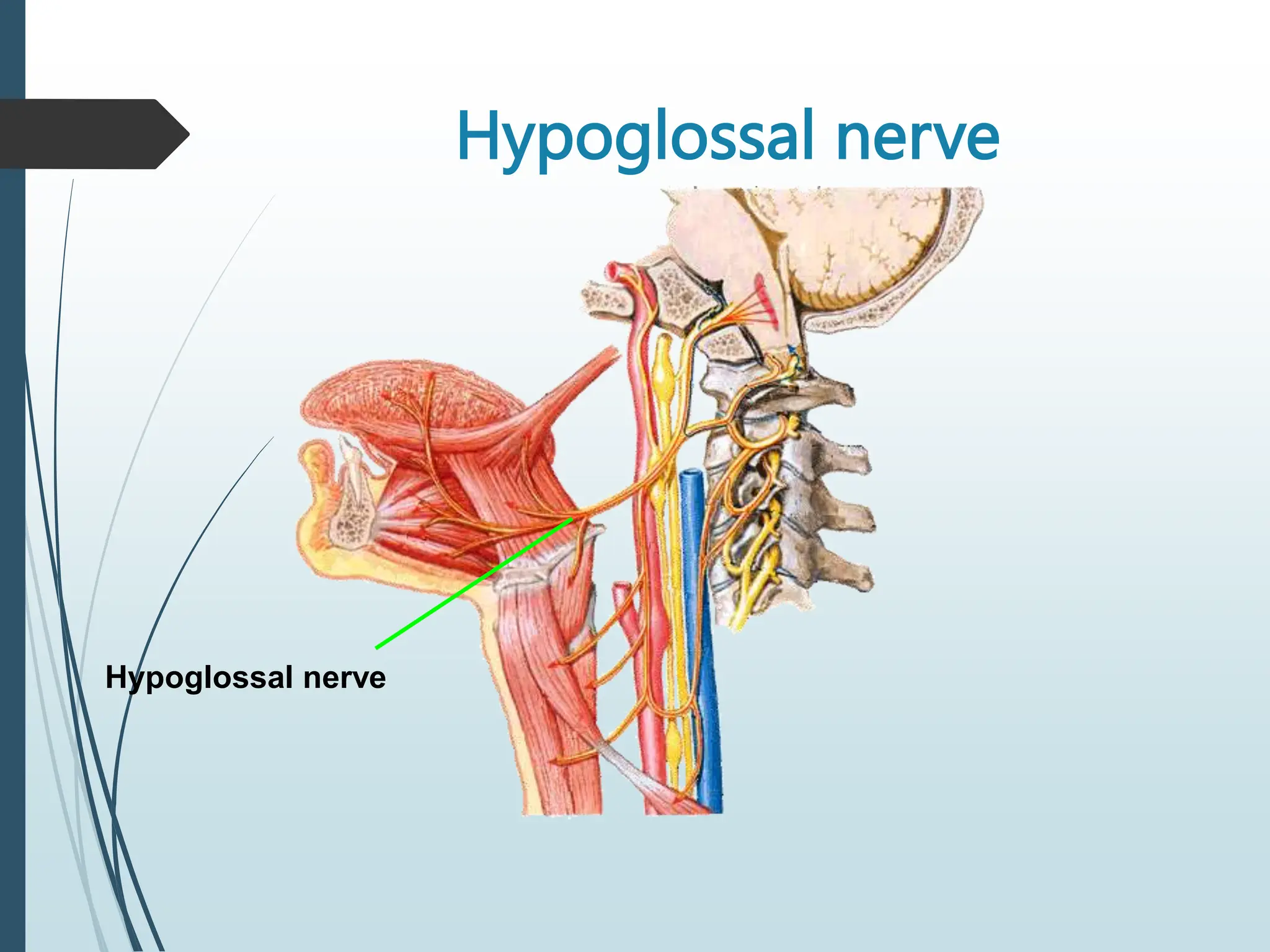 Hypoglossal nerve
Hypoglossal nerve
 