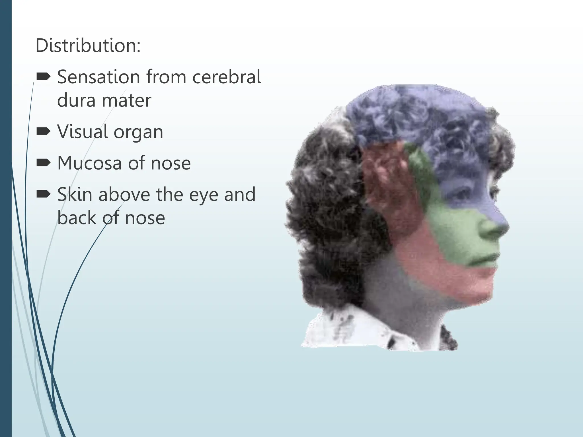 Distribution:
 Sensation from cerebral
dura mater
 Visual organ
 Mucosa of nose
 Skin above the eye and
back of nose
 