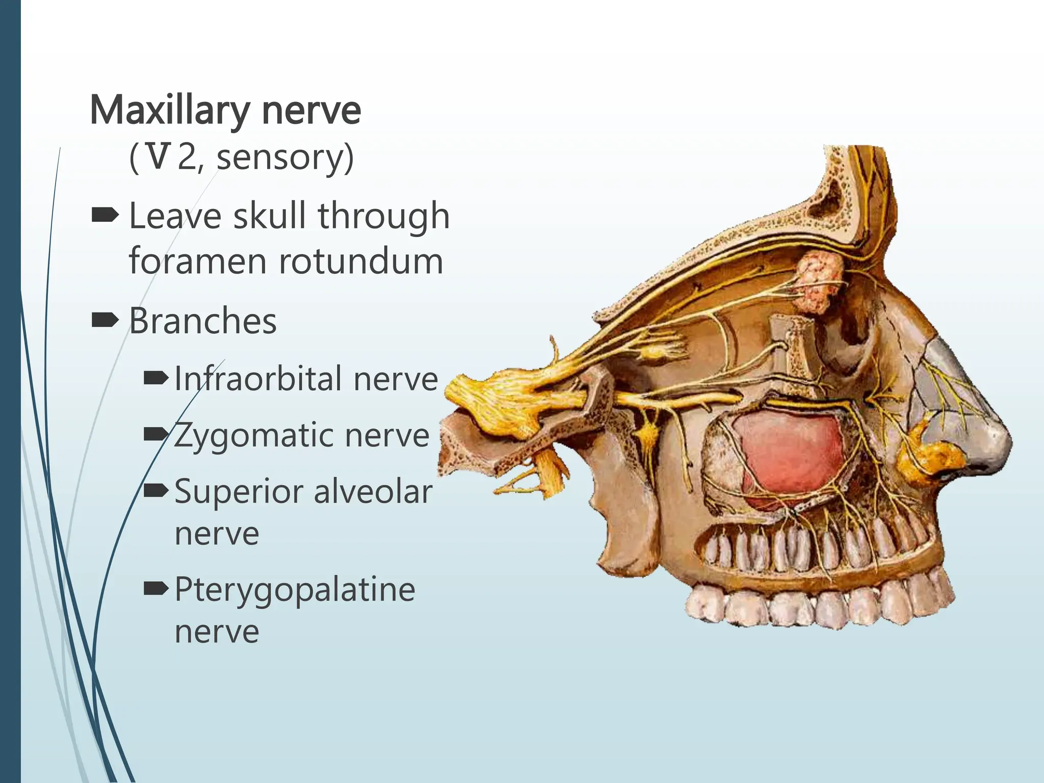 Maxillary nerve
(Ⅴ2, sensory)
Leave skull through
foramen rotundum
Branches
Infraorbital nerve
Zygomatic nerve
Superior alveolar
nerve
Pterygopalatine
nerve
 