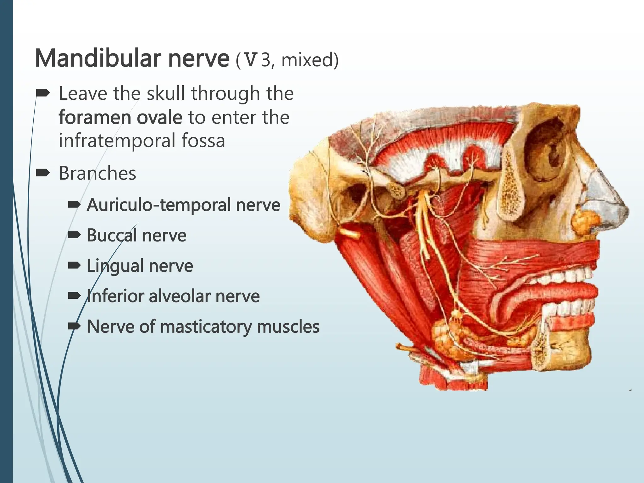Mandibular nerve (Ⅴ3, mixed)
 Leave the skull through the
foramen ovale to enter the
infratemporal fossa
 Branches
 Auriculo-temporal nerve
 Buccal nerve
 Lingual nerve
 Inferior alveolar nerve
 Nerve of masticatory muscles
 