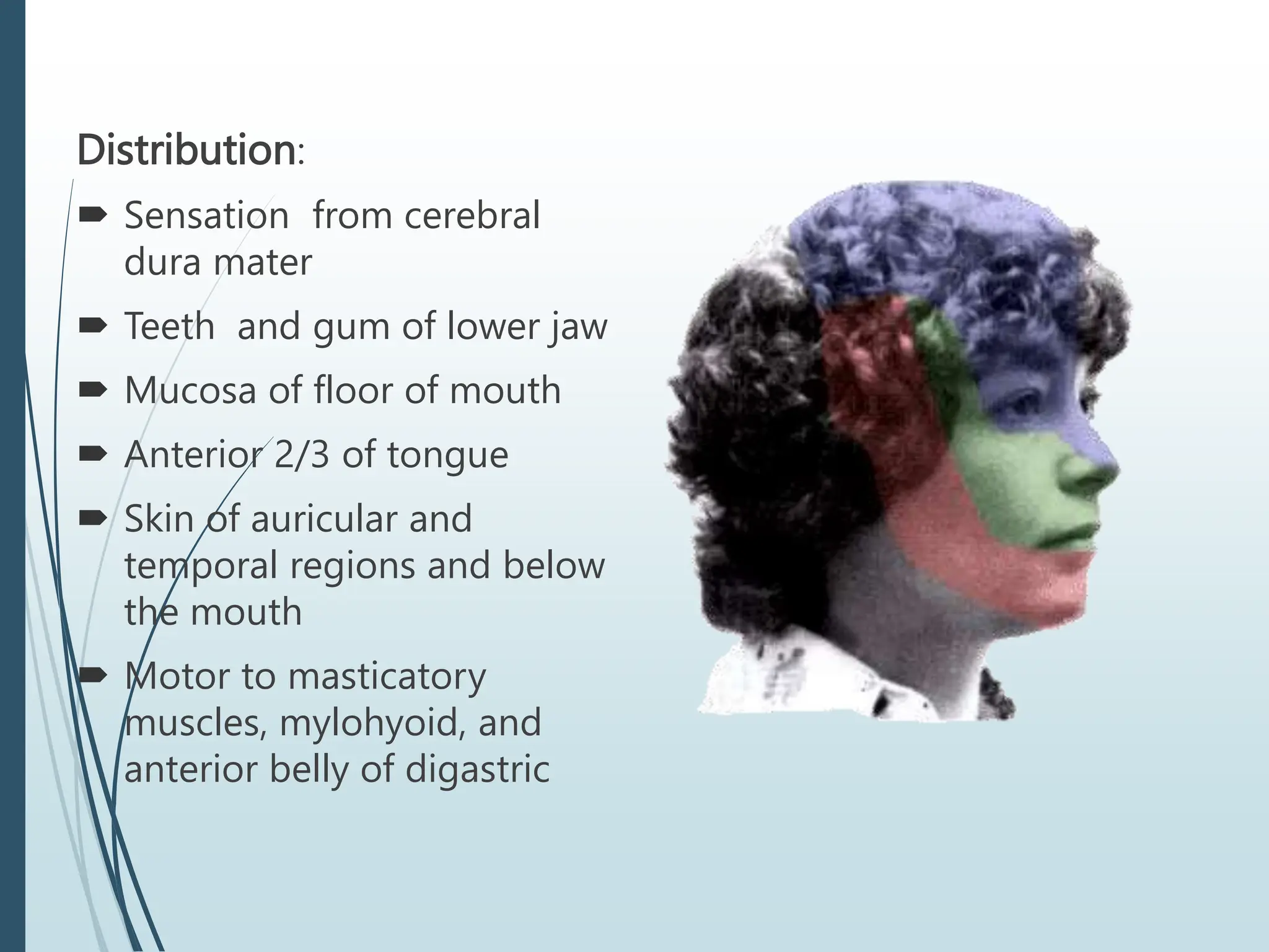 Distribution:
 Sensation from cerebral
dura mater
 Teeth and gum of lower jaw
 Mucosa of floor of mouth
 Anterior 2/3 of tongue
 Skin of auricular and
temporal regions and below
the mouth
 Motor to masticatory
muscles, mylohyoid, and
anterior belly of digastric
 