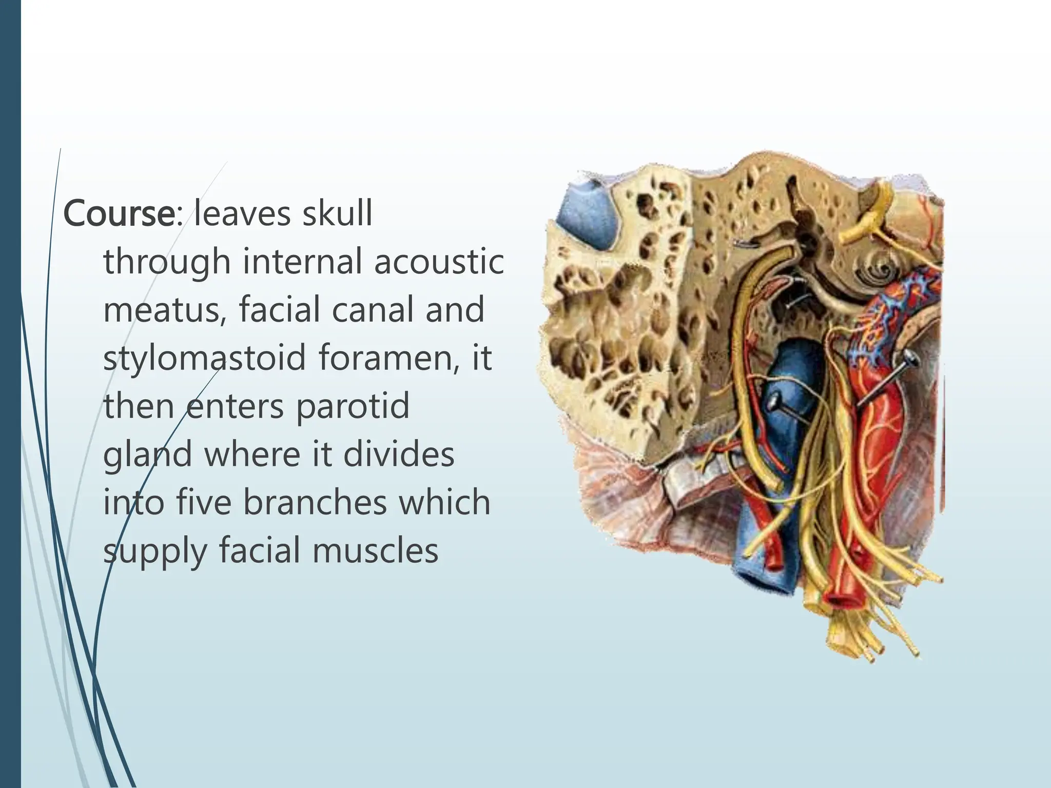 Course: leaves skull
through internal acoustic
meatus, facial canal and
stylomastoid foramen, it
then enters parotid
gland where it divides
into five branches which
supply facial muscles
 