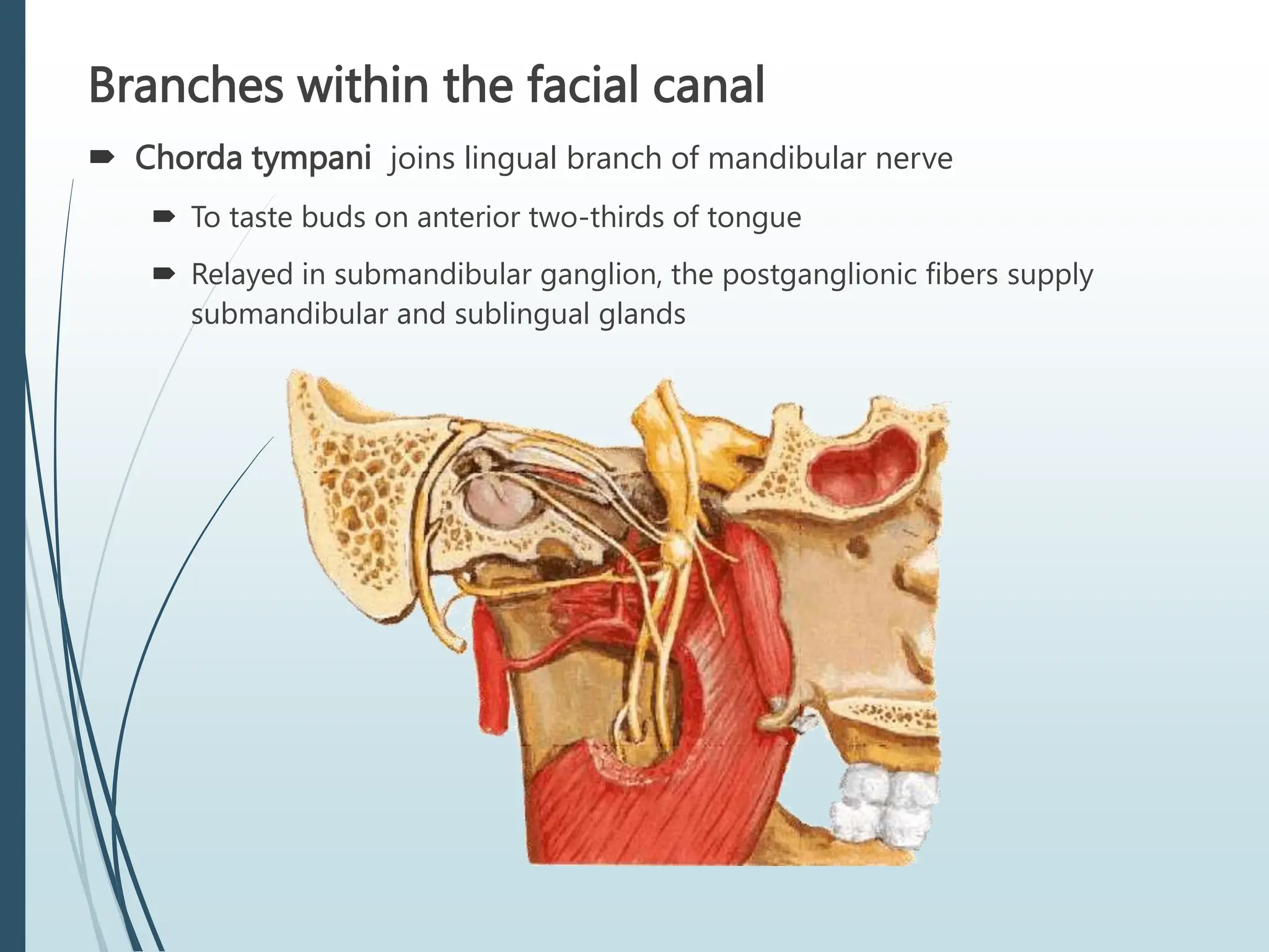 Branches within the facial canal
 Chorda tympani joins lingual branch of mandibular nerve
 To taste buds on anterior two-thirds of tongue
 Relayed in submandibular ganglion, the postganglionic fibers supply
submandibular and sublingual glands
 