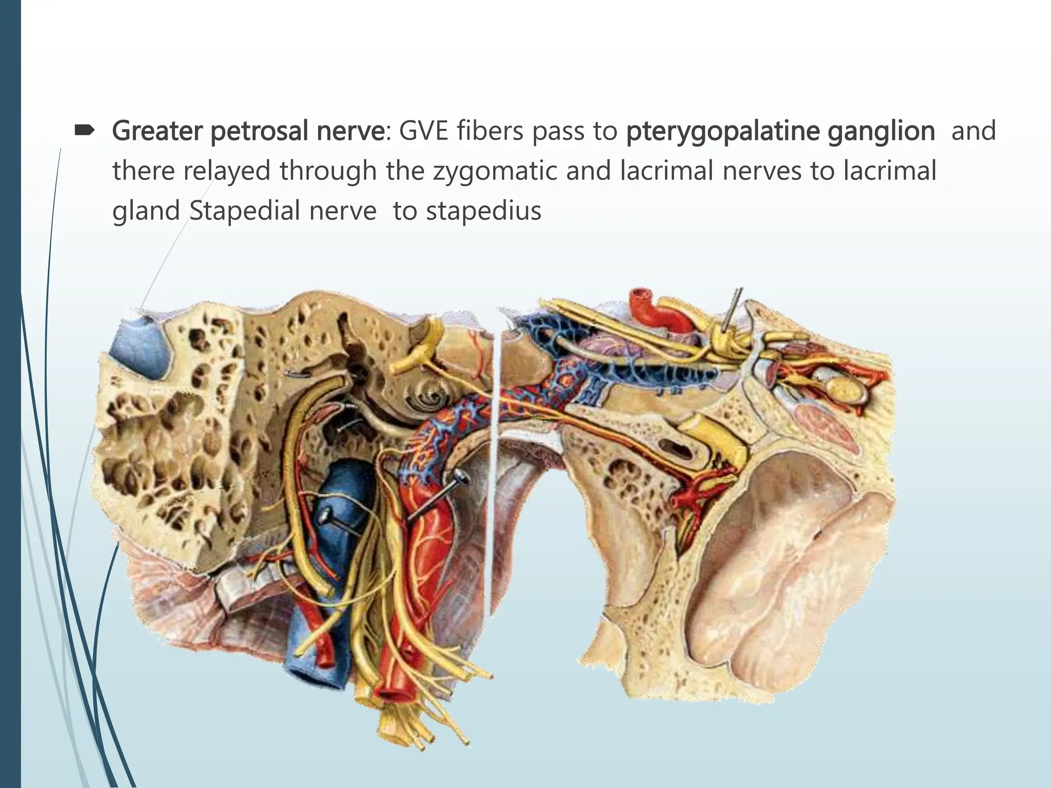  Greater petrosal nerve: GVE fibers pass to pterygopalatine ganglion and
there relayed through the zygomatic and lacrimal nerves to lacrimal
gland Stapedial nerve to stapedius
 