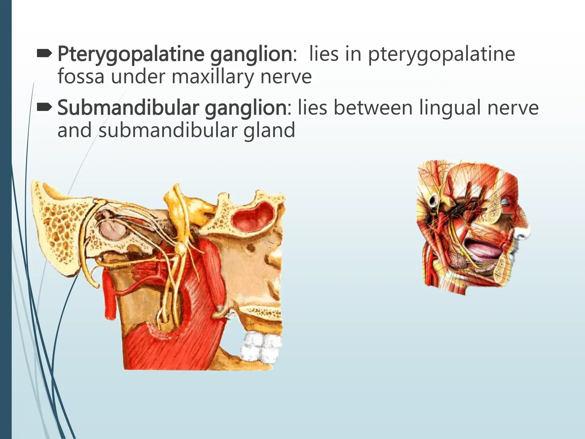 Pterygopalatine ganglion: lies in pterygopalatine
fossa under maxillary nerve
Submandibular ganglion: lies between lingual nerve
and submandibular gland
 