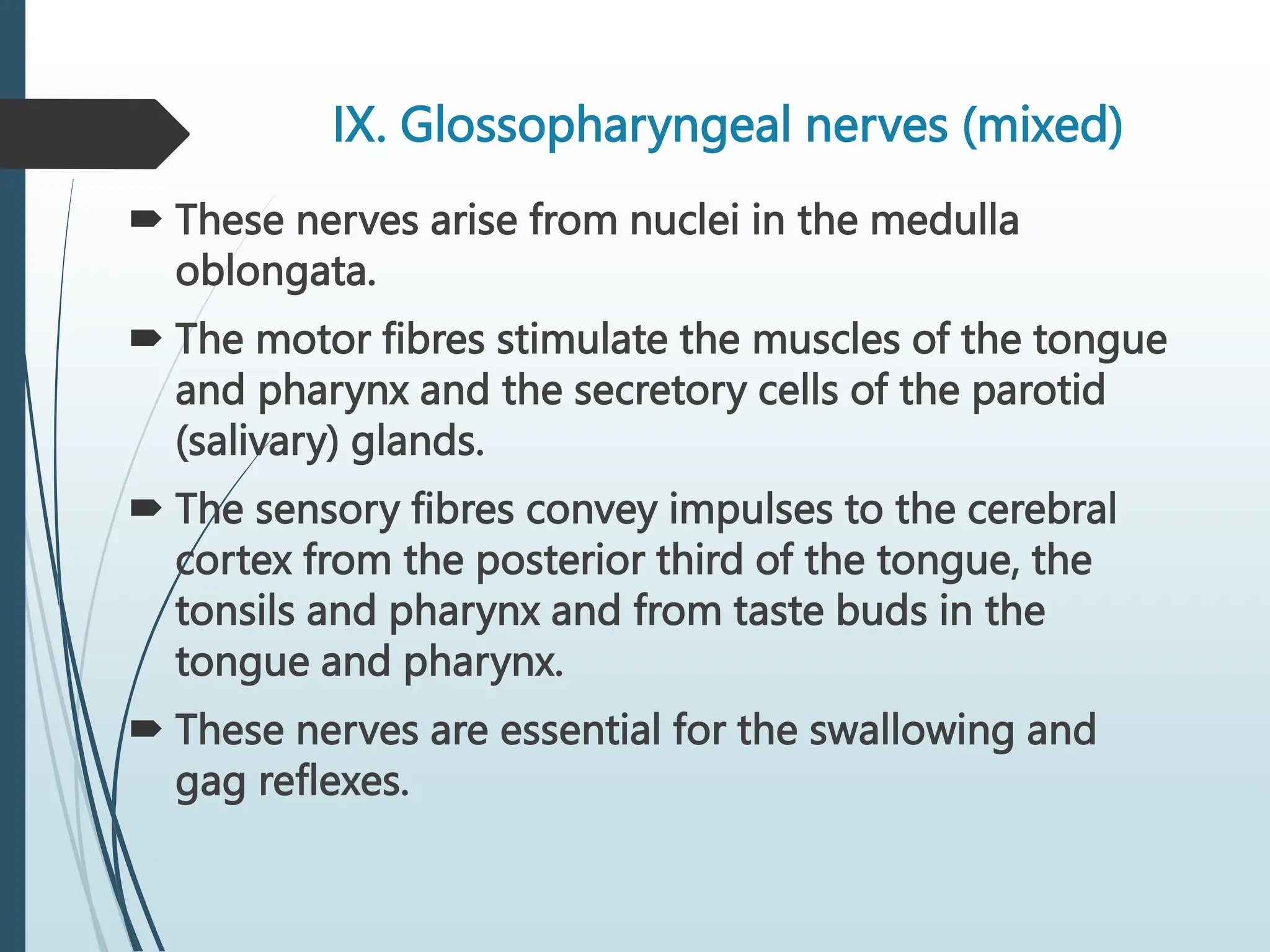 IX. Glossopharyngeal nerves (mixed)
 These nerves arise from nuclei in the medulla
oblongata.
 The motor fibres stimulate the muscles of the tongue
and pharynx and the secretory cells of the parotid
(salivary) glands.
 The sensory fibres convey impulses to the cerebral
cortex from the posterior third of the tongue, the
tonsils and pharynx and from taste buds in the
tongue and pharynx.
 These nerves are essential for the swallowing and
gag reflexes.
 