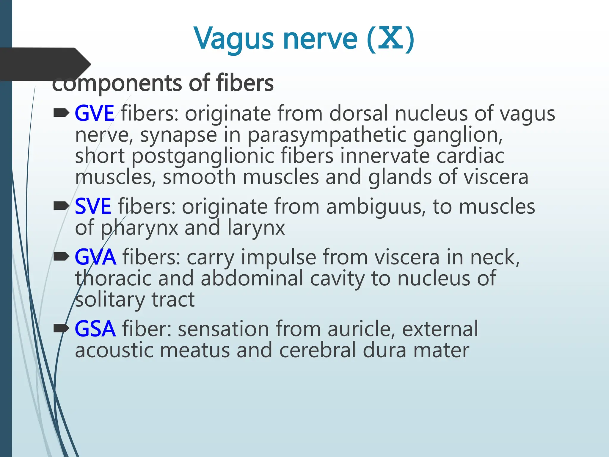 Vagus nerve (Ⅹ)
components of fibers
GVE fibers: originate from dorsal nucleus of vagus
nerve, synapse in parasympathetic ganglion,
short postganglionic fibers innervate cardiac
muscles, smooth muscles and glands of viscera
SVE fibers: originate from ambiguus, to muscles
of pharynx and larynx
GVA fibers: carry impulse from viscera in neck,
thoracic and abdominal cavity to nucleus of
solitary tract
GSA fiber: sensation from auricle, external
acoustic meatus and cerebral dura mater
 