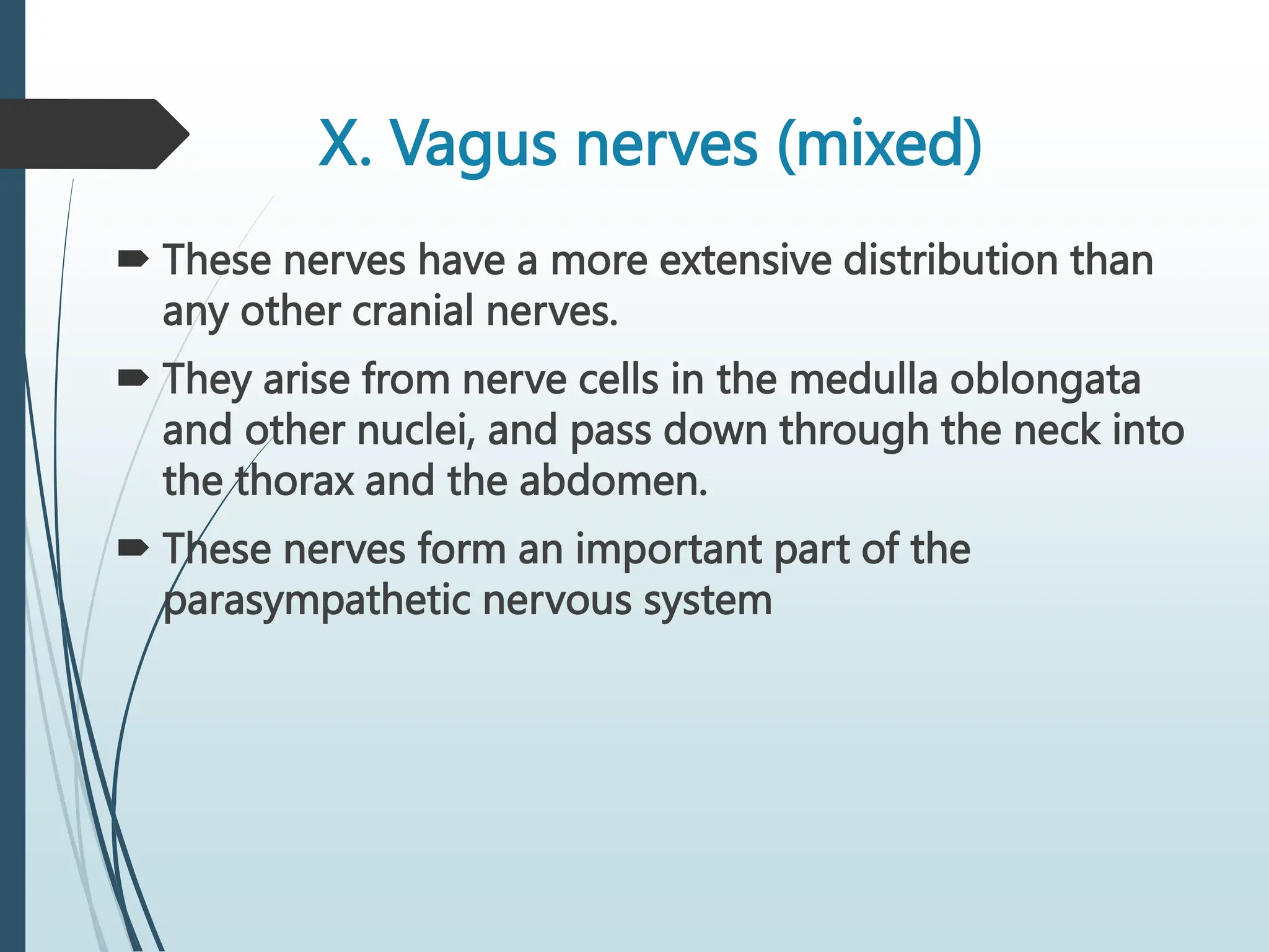X. Vagus nerves (mixed)
 These nerves have a more extensive distribution than
any other cranial nerves.
 They arise from nerve cells in the medulla oblongata
and other nuclei, and pass down through the neck into
the thorax and the abdomen.
 These nerves form an important part of the
parasympathetic nervous system
 