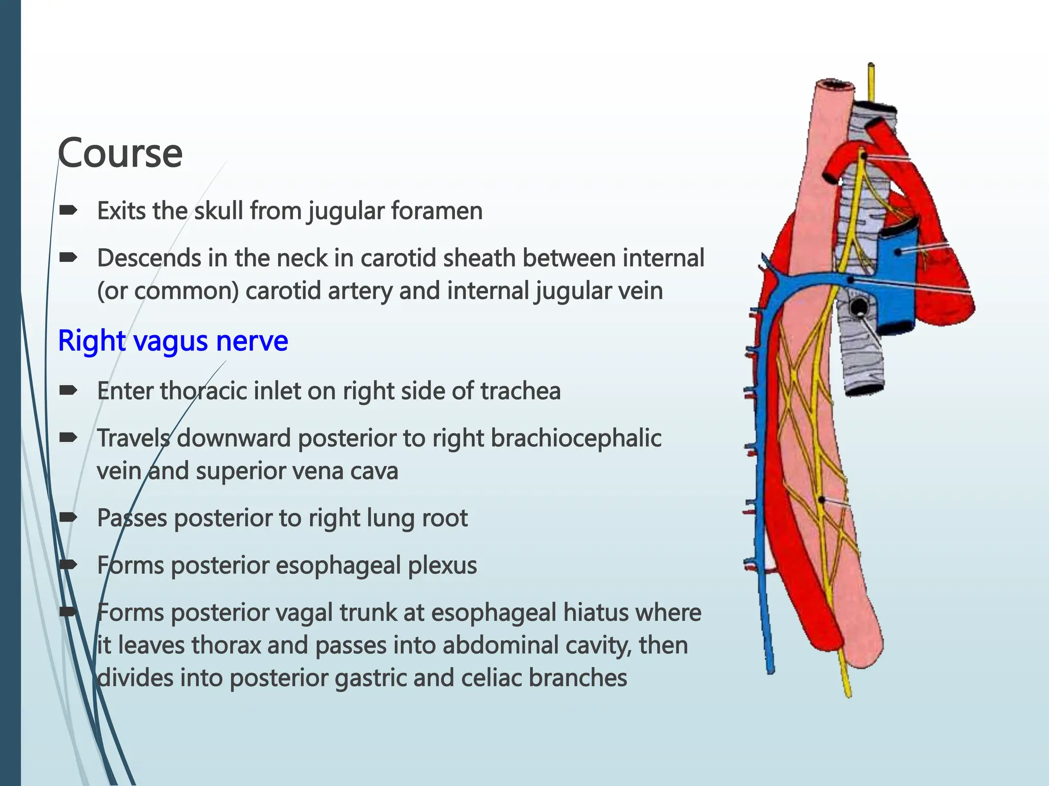 Course
 Exits the skull from jugular foramen
 Descends in the neck in carotid sheath between internal
(or common) carotid artery and internal jugular vein
Right vagus nerve
 Enter thoracic inlet on right side of trachea
 Travels downward posterior to right brachiocephalic
vein and superior vena cava
 Passes posterior to right lung root
 Forms posterior esophageal plexus
 Forms posterior vagal trunk at esophageal hiatus where
it leaves thorax and passes into abdominal cavity, then
divides into posterior gastric and celiac branches
 