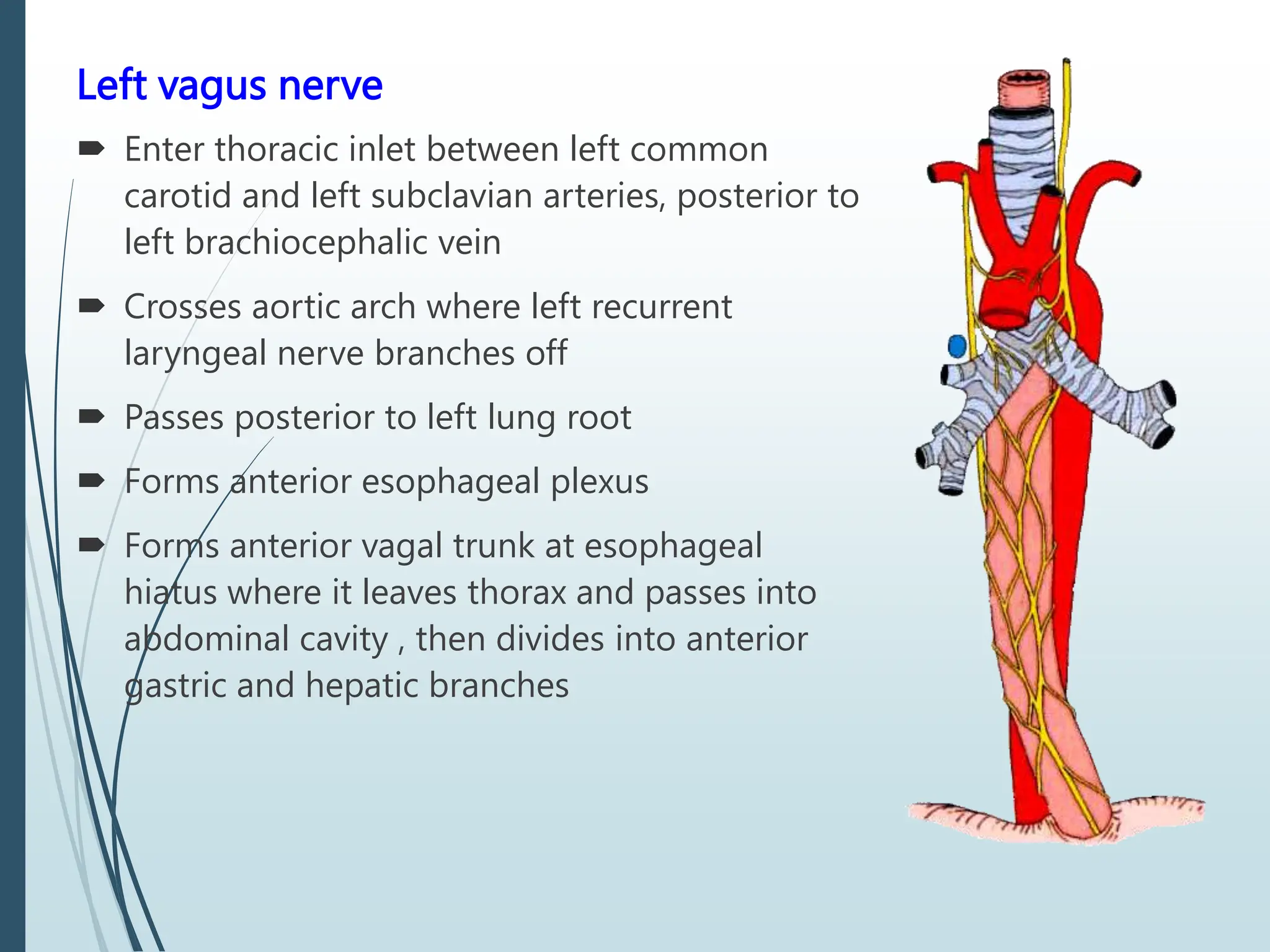 Left vagus nerve
 Enter thoracic inlet between left common
carotid and left subclavian arteries, posterior to
left brachiocephalic vein
 Crosses aortic arch where left recurrent
laryngeal nerve branches off
 Passes posterior to left lung root
 Forms anterior esophageal plexus
 Forms anterior vagal trunk at esophageal
hiatus where it leaves thorax and passes into
abdominal cavity , then divides into anterior
gastric and hepatic branches
 