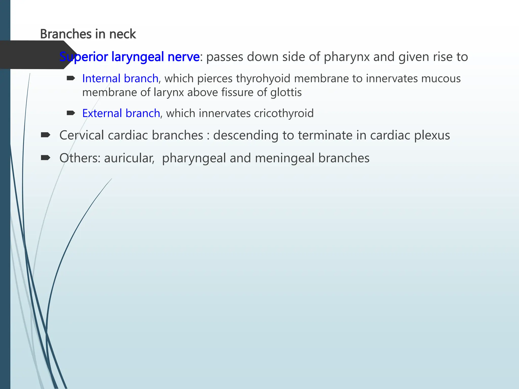Branches in neck
 Superior laryngeal nerve: passes down side of pharynx and given rise to
 Internal branch, which pierces thyrohyoid membrane to innervates mucous
membrane of larynx above fissure of glottis
 External branch, which innervates cricothyroid
 Cervical cardiac branches : descending to terminate in cardiac plexus
 Others: auricular, pharyngeal and meningeal branches
 