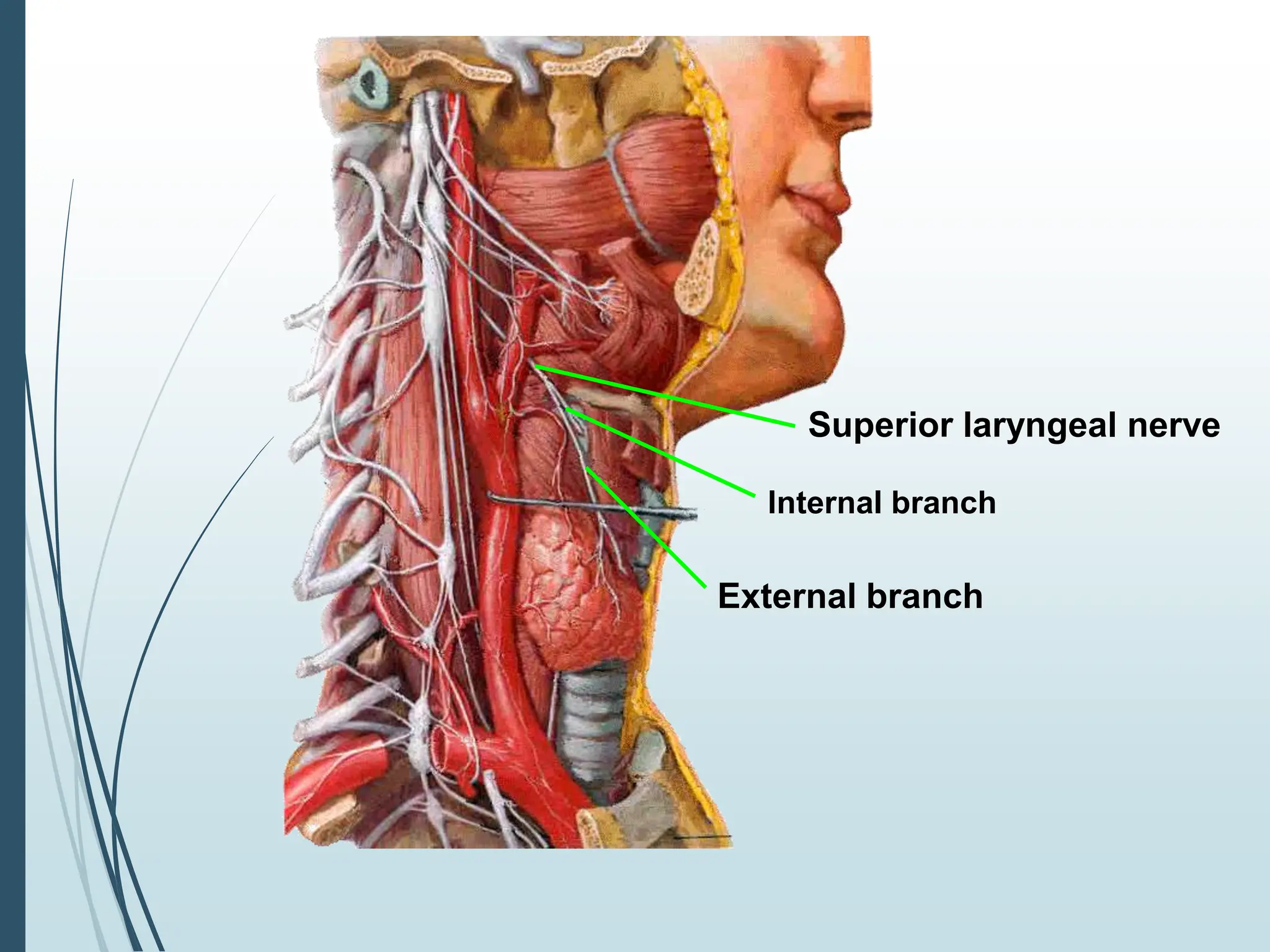 Superior laryngeal nerve
External branch
Internal branch
 