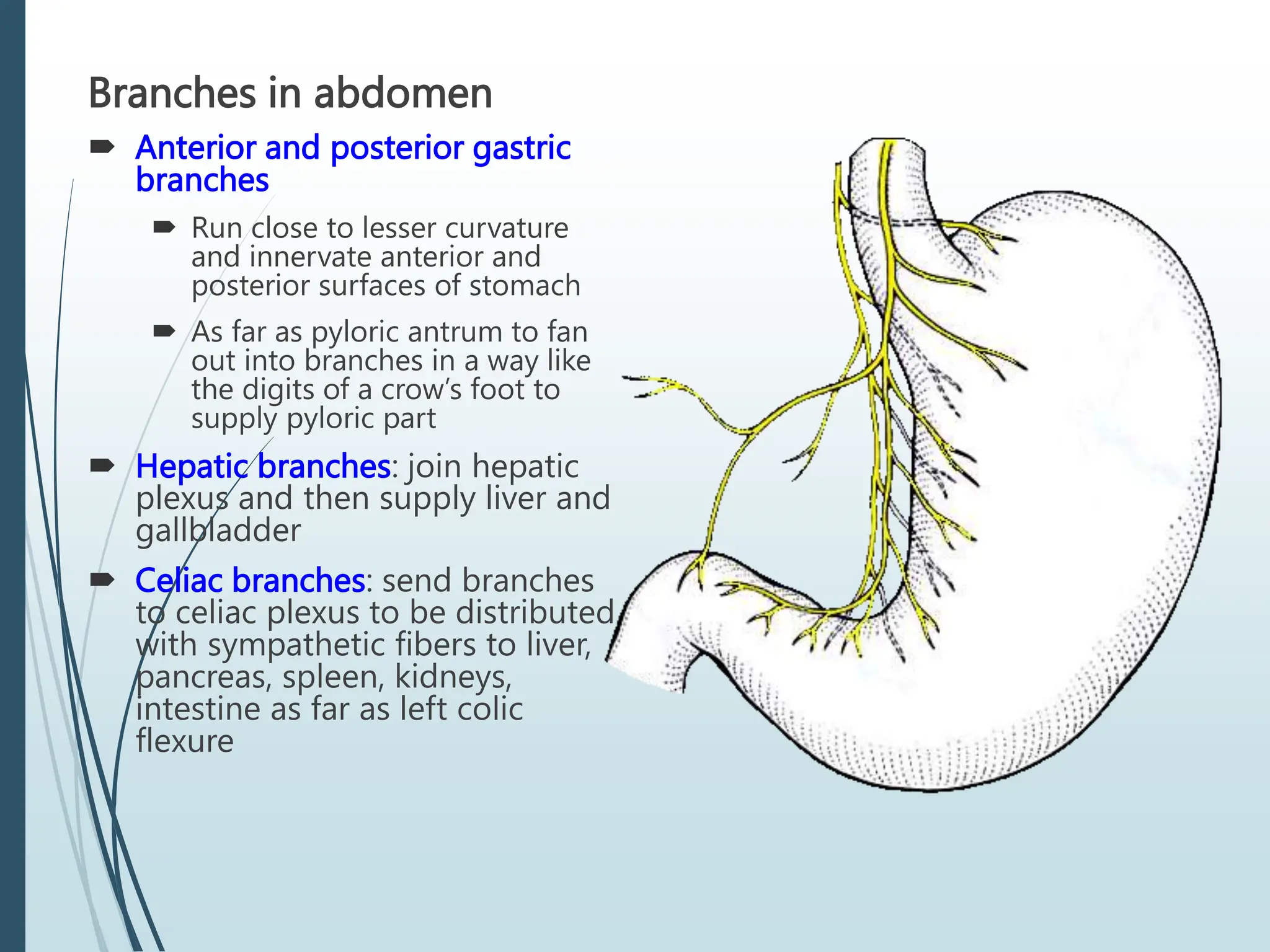 Branches in abdomen
 Anterior and posterior gastric
branches
 Run close to lesser curvature
and innervate anterior and
posterior surfaces of stomach
 As far as pyloric antrum to fan
out into branches in a way like
the digits of a crow’s foot to
supply pyloric part
 Hepatic branches: join hepatic
plexus and then supply liver and
gallbladder
 Celiac branches: send branches
to celiac plexus to be distributed
with sympathetic fibers to liver,
pancreas, spleen, kidneys,
intestine as far as left colic
flexure
 