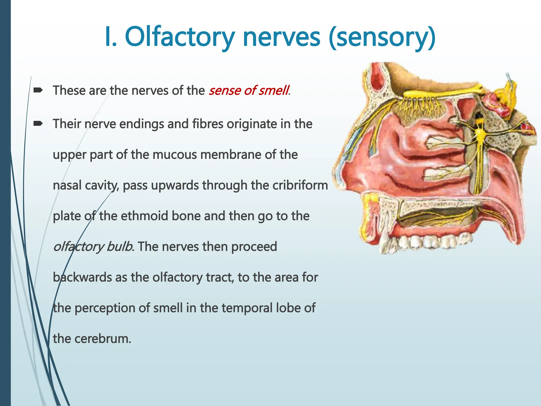 I. Olfactory nerves (sensory)
 These are the nerves of the sense of smell.
 Their nerve endings and fibres originate in the
upper part of the mucous membrane of the
nasal cavity, pass upwards through the cribriform
plate of the ethmoid bone and then go to the
olfactory bulb. The nerves then proceed
backwards as the olfactory tract, to the area for
the perception of smell in the temporal lobe of
the cerebrum.
 