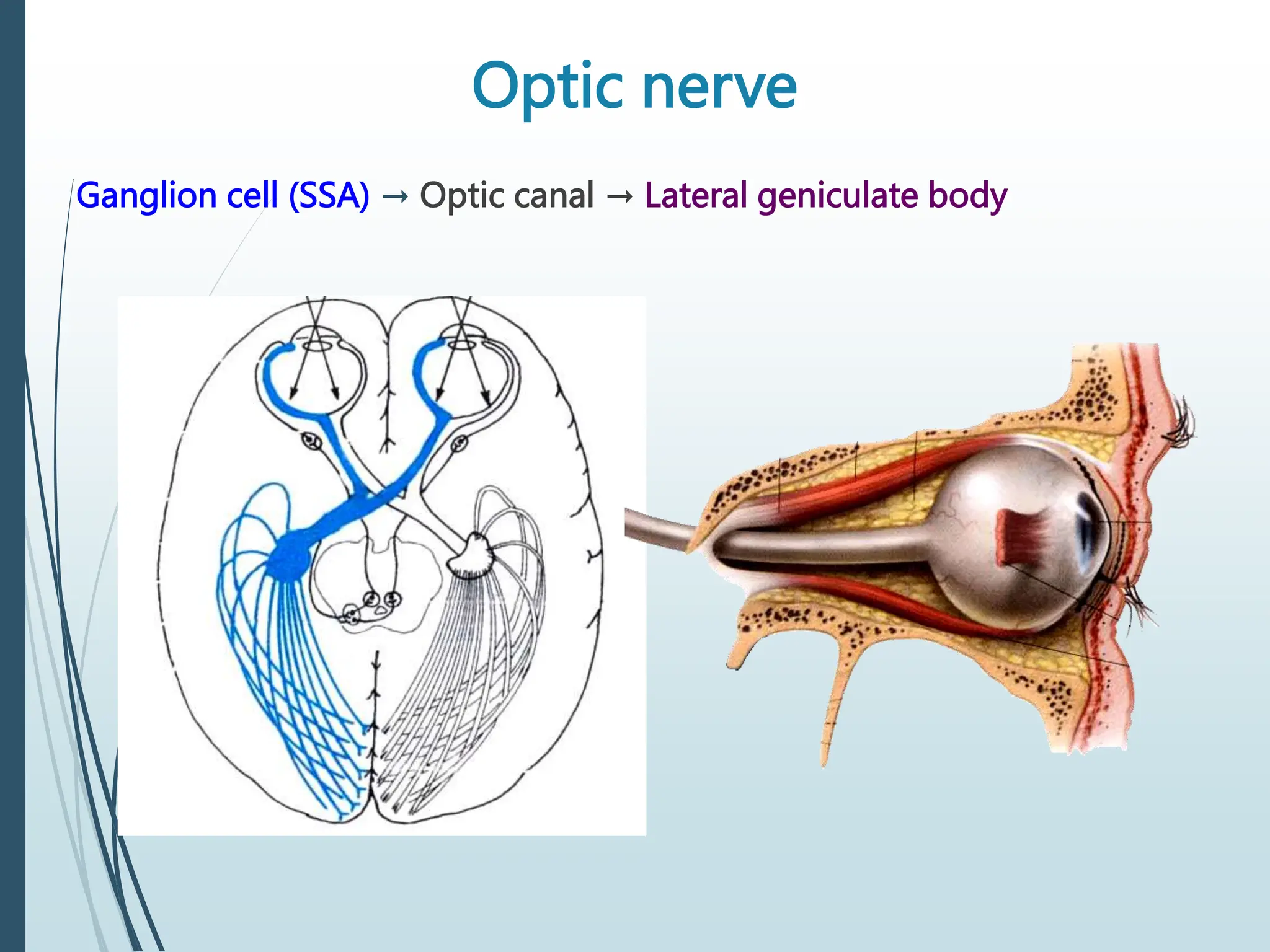 Optic nerve
Ganglion cell (SSA) → Optic canal → Lateral geniculate body
 