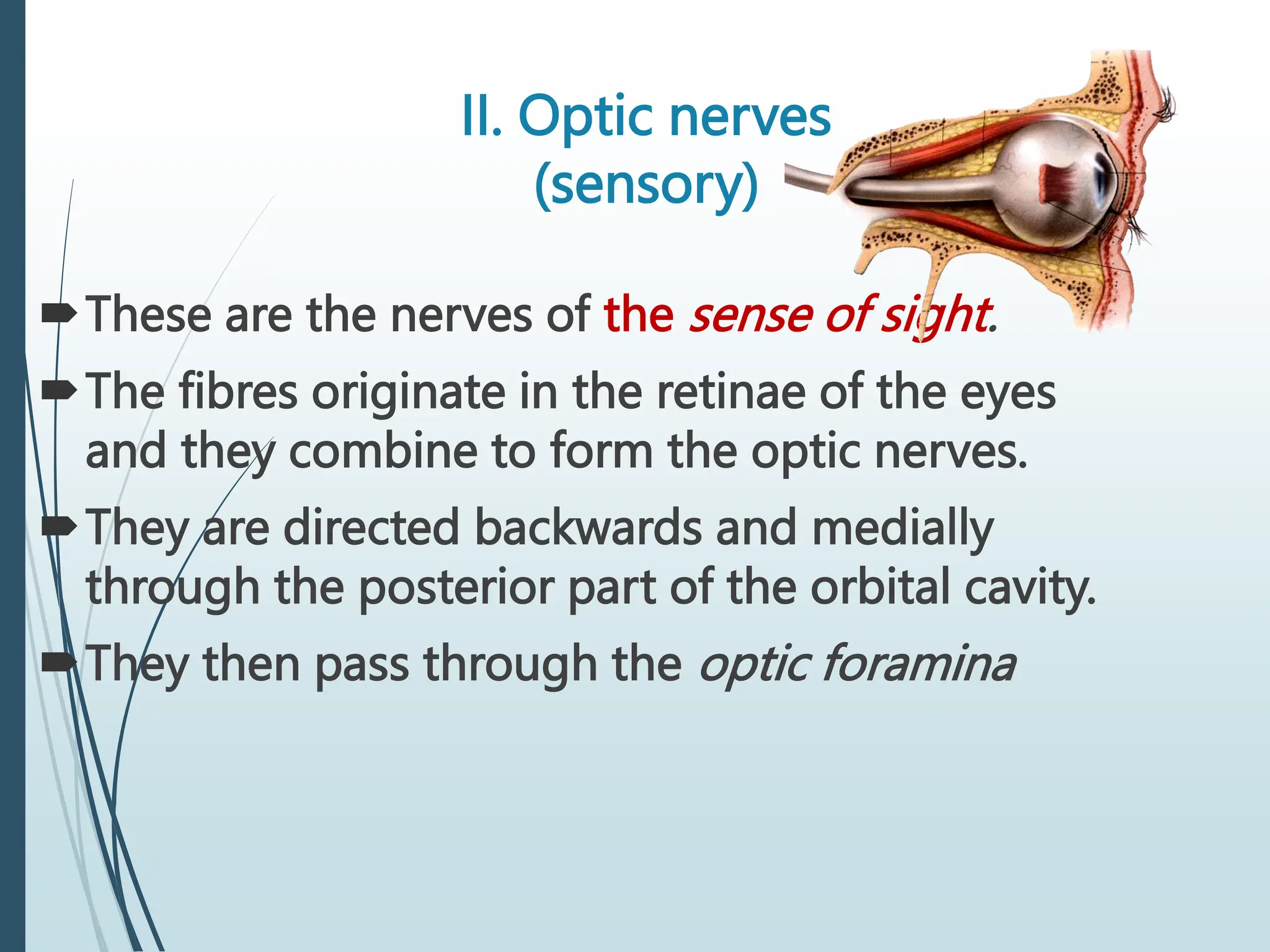 II. Optic nerves
(sensory)
These are the nerves of the sense of sight.
The fibres originate in the retinae of the eyes
and they combine to form the optic nerves.
They are directed backwards and medially
through the posterior part of the orbital cavity.
They then pass through the optic foramina
 