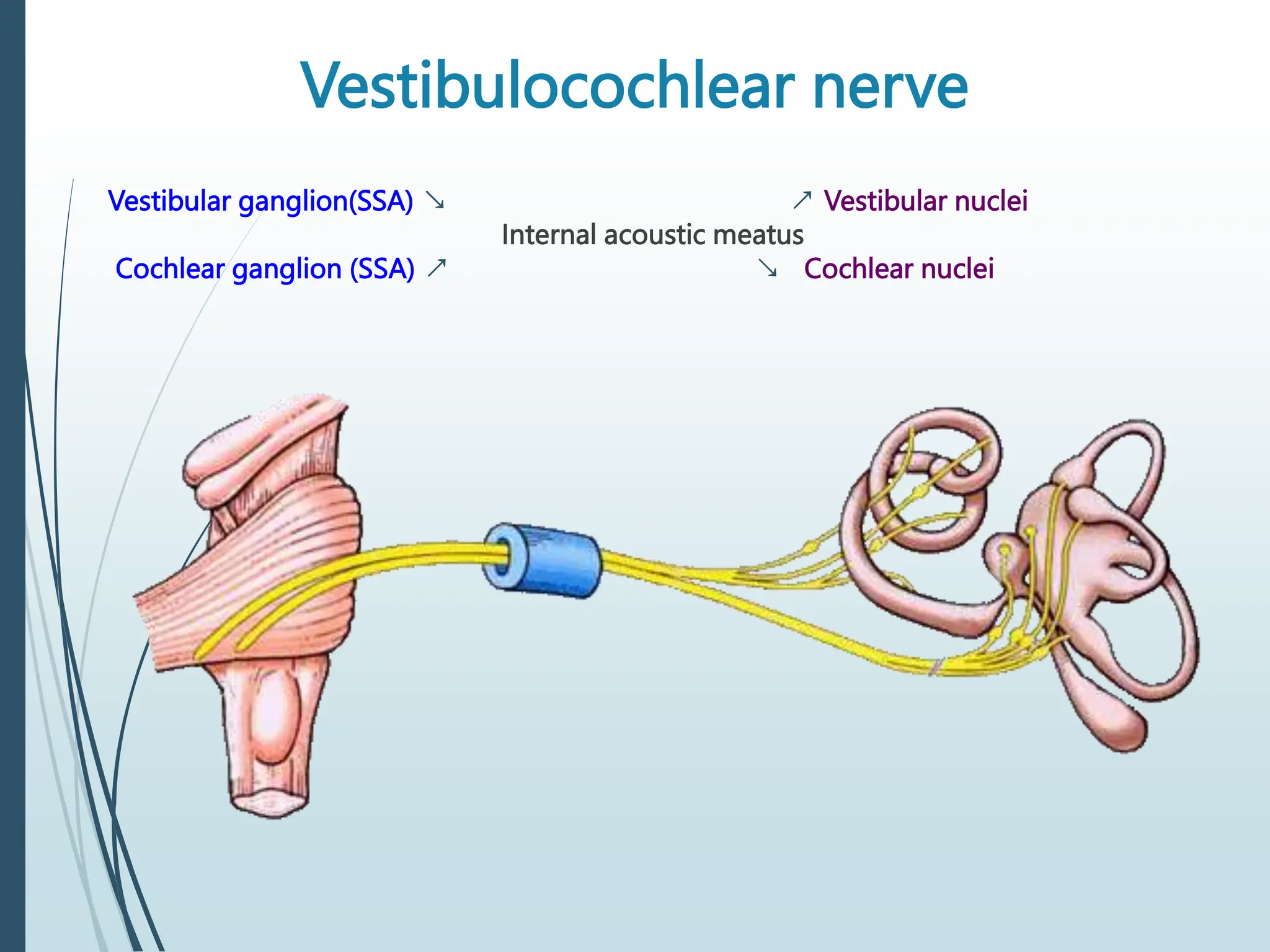 Vestibulocochlear nerve
Vestibular ganglion(SSA) ↘ ↗ Vestibular nuclei
Internal acoustic meatus
Cochlear ganglion (SSA) ↗ ↘ Cochlear nuclei
 