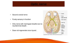 Optic nerve
• Second cranial nerve
• Purely sensory in function
• Only nerve with meningeal sheaths but no
neurilemmal sheath .
• Does not regenerate once injured .
 