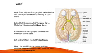 Origin
Optic fibres originate from ganglionic cells of retina
and central process extend posteriorly as optic
nerve
Lateral half fibres are called Temporal fibres
Medial part fibres are called Nasal fibres
Exiting the orbit through optic canal reaches
the middle cranial fossa.
Left and right fibers meet at Optic chiasma
Here , the nasal fibres decussate while the
temporal fibres remain uncrossed . From this point
they are called Optic tract
 
