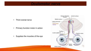 Oculomotor nerve
• Third cranial nerve
• Primary function motor in action
• Supplies the muscles of the eye
 