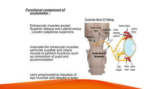 Functional component of
oculomotor :
General somatic efferent fibres :
Extraocular muscles except
Superior oblique and Lateral rectus
, Levator palpebrae superioris
General visceral efferent fibres :
innervate the intraocular muscles,
sphincter pupillae and ciliaris
muscle to perform functions such
as contraction of pupil and
accommodation
General somatic afferent fibres :
carry proprioceptive impulses of
eye muscles and relayed in brain
 